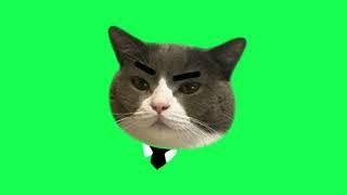 Cat wearing black tie , Green Screen   