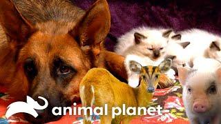 When Animals Become Best Friends! | Too Cute! | Animal Planet