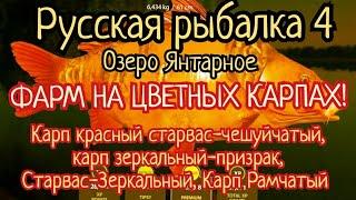 РР4.Озеро Янтарное. ФАРМ на Цветных карпах. Старвас красный-чешуйчатый, Зеркальный-призрак, Рамчатый