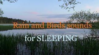 Relaxing Rain & Birds Sounds | Fall Asleep | Stress  Relief | Beat Insomnia with Nature Sounds