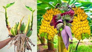 Great Technique For Grafting banana Tree Growing fast with Aloe Vera / How to Grow bananas trees