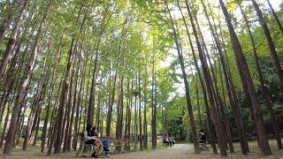 【UHD】 4K Seoul Korea Walk - Seoul Forest Park | Seoul Ambience ASMR (Sep.2021) (EP.173)