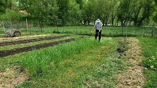 Mowing a Rye Cover Crop with a Scythe