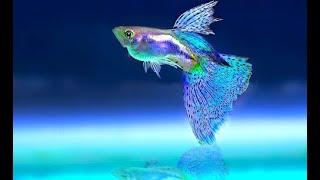 Canlı akvaryum -Aquarium 4K  Relaxing Music #relaxing #meditation #aquarium