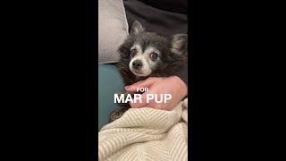 Celebrating Mar Pup - “I’m A Little Pup” (Puppy Songs)