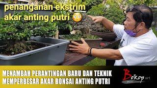 MENAMBAH PERANTINGAN BARU DAN TEKNIK MEMPERBESAR AKAR BONSAI ANTING PUTRI