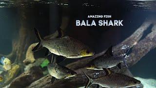 5 Bala Sharks For 1 Year...What I Learned!!!