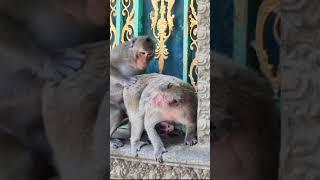 Hard Life of baby monkey that mother and Father making love for one more baby #shorts