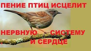 ПЕРЕЛИВЧАТОЕ ПЕНИЕ ПЕРЕСМЕШКИ И ЗЯБЛИКА СНИМЕТ НЕРВНОЕ НАПРЯЖЕНИЕ,УСПОКОИТ,СОН ПРИЙДЁТ В НОРМУ.