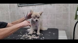 Pomeranian Full groom, #7 & #5 blade, removing a scab that has grown out, 3 legged dog, dog grooming