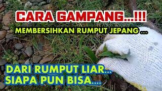 cara membersihkan rumput liar dengan cepat , rumput jepang untuk taman,rumput LIAR BUBAR....