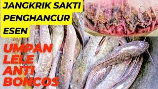 Umpan Lele Harian Anti Boncos!!Jangkrik Sakti Penghancur Esen