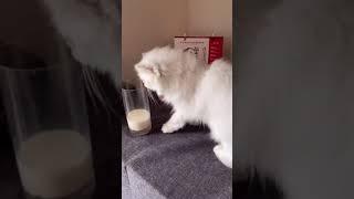 Смешные Коты Tik Tok  Лучшие приколы тик ток Funny cats compilation  Подборка #13