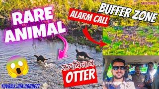 BUFFER ZONE MAIN ALARM CALL  RARE ANIMAL OTTER ( ऊदबिलाव ) KI SIGHTING HO GYI  #yuvrajjimcorbett