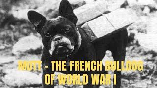 Mutt the French Bulldog of WWI Who Worked as a Trench Messenger