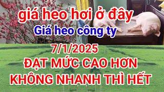 Giá heo hơi mới nhất áp dụng trong ngày hôm nay 7/1/2025. Đạt mức cao hơn so với hôm qua