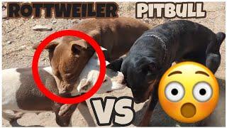 Pitbull vs Rottweiler - deje a mis perros un rato y no creerás lo que pasó 