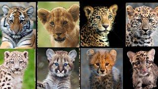 All Big Cat Cubs Sound - Tiger Cub VS Lion Cub VS Jaguar Cub