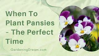 When To Plant Pansies – The Perfect Time