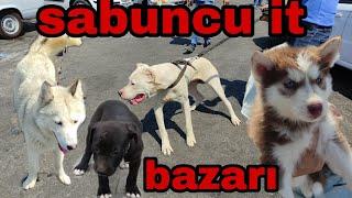 sabuncu it bazarı 04.07.2021 #sabuncuitbazarı