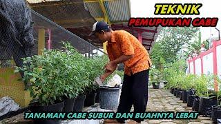 Teknik Pemupukan Cabe biar Subur dan Buahnya Lebat