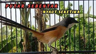 BURUNG CENDET GACOR DOR || pancingan cendet gak mau bunyi