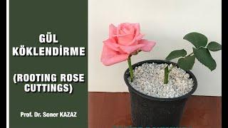 Çiçekli Daldan Gül Köklendirme, How To Root Rose Cuttings, Gül Çelikleri Nasıl Köklendirilir