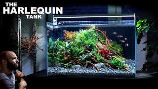 The Harlequin Tank: 60cm Aquascape Tutorial Beautiful Planted Aquarium (How To Step By Step Guide)