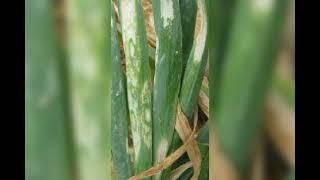 onion crop thrips damage