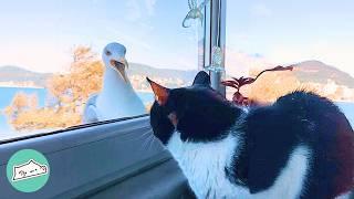 Mean Seagull Makes Peace With A Cat | Cuddle Buddies