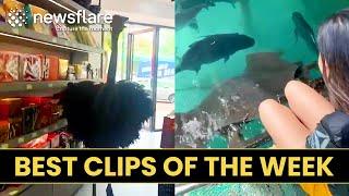 Ostrich Breaks Into Shop - Best Clips Of The Week #1