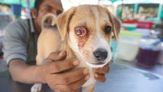 Sweetest puppy with extremely painful infected eye rescued.