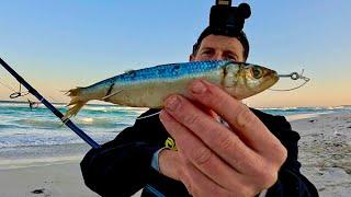 Beach Fishing Mulloway & Tailor Success WHY this Bait !?