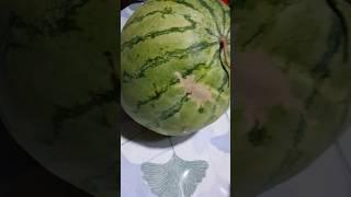 Giant watermelon #Sweet #Fresh #Watermelon #Fruit #Asmr #Trending #Asmr