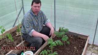 Применение Байкала ЭМ 1 при высадке рассады томатов