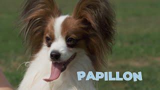 Papillon Dog Breed 101 [4K Video]