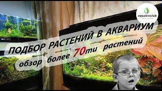 Выбор растений в аквариум на моем примере. Обзор более 70ти растений из моих аквариумов.