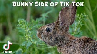 Bunny Side of Tik Tok