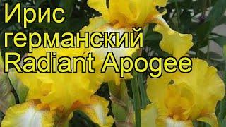 Ирис германский Радиант Апогей. Краткий обзор, описание характеристик iris germanica Radiant Apogee