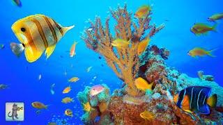 Stunning Ocean Life & Coral Reef Fish  Relaxing Sleep Music with Colorful Sea Life