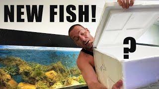 I bought fish for the 16 foot aquarium!