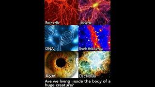 The Entire Universe Appears to Literally be a Web of Biological Life