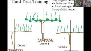 Early Training of Vines