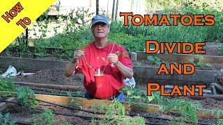 Watch How To Properly Divide And Plant Overgrown Tomato Starts!