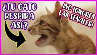 SEÑALES de ALERTA en la RESPIRACIÓN de tu GATO que NO PUEDES IGNORAR!! - SiamCatChannel