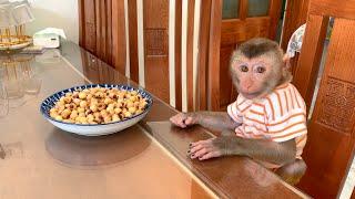 Monkey Puka eats lotus seeds for the first time