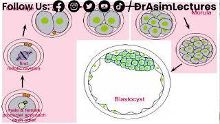 Process of Morula and Blastula | Hindi / Urdu