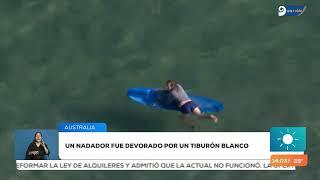 Un nadador fue devorado por un tiburón blanco