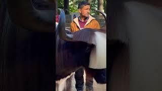 Awesome #trending #trend #haryanvi #viralvideo #fun #youtubeshorts #ytshort #viral #manali #travel