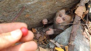 baby monkey abandoned, newborn monkey